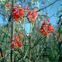 Grevillea longistyla