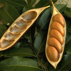 Castanospermum australe