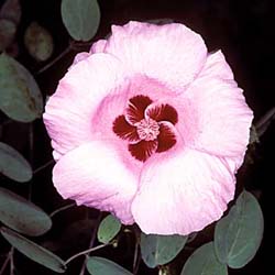 Gossypium sturtianum - click for more