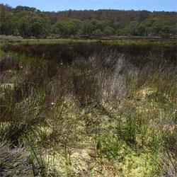 Sphagnum cristatum