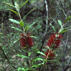 Callistemon acuminatus