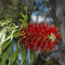 Callistemon acuminatus