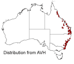 Thelychiton speciosus distribution