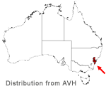 Eucalyptus apiculata distribution