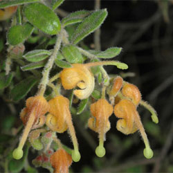 Grevillea alpina