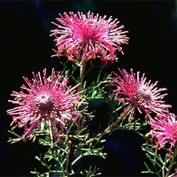 Isopogon formosus