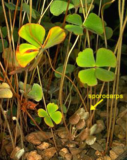 Marsilea drummondii sporocarps