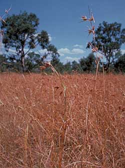 Themeda triandra