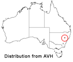 Wollemia nobilis distribution