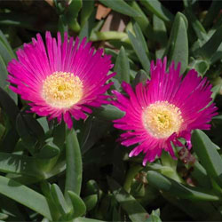 Carpobrotus glaucescens (05-89) click to enlarge