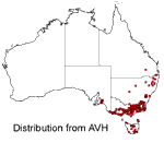 Veronica derwentiana distribution