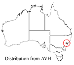 Leptospermum spectabile distribution