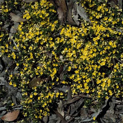 Pultenaea pedunculata