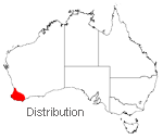 Anigozanthos flavidus distribution map