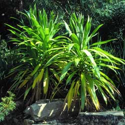 Cordyline obtecta