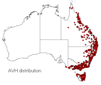 Lomandra longifolia distribution