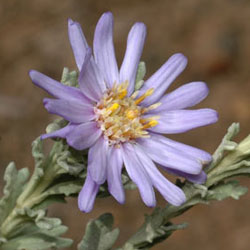 Olearia astroloba