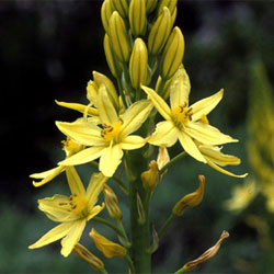 Bulbine glauca