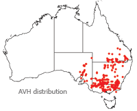 Calotis scabiosifolia distribution