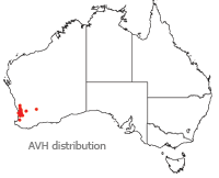 Conospermum huegelii distribution