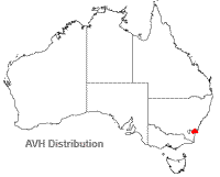 Leptospermum thompsonii distribution