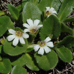 Scaevola hookeri