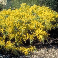 Acacia lineata