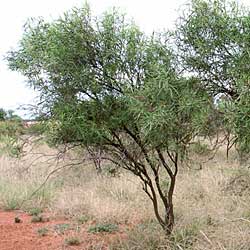 Eremophila longifolia