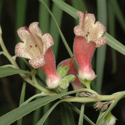 Eremophila longifolia