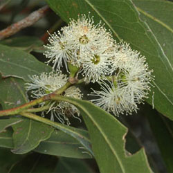 Eucalyptus viridis