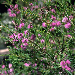 Melaleuca gibbosa