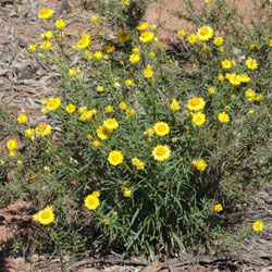 Xerochrysum viscosum 