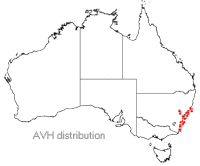 Macrozamia communis distribution 