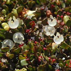 Close-up photograph of Muehlenbeckia axillaris