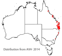 Pandorea jasminoides distribution map