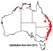 Ficus coronata distribution