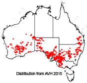 Triodia scariosa distribution