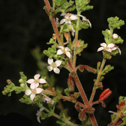 Zieria obcordata APII dig 18429