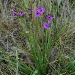 Arthropodium fimbriatum growth habit APII dig 17461