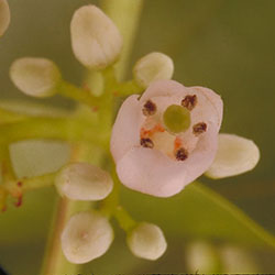 Toona ciliata APII rfk 2038