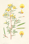 Pultenaea benthamii