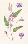 Hardenbergia violacea