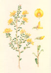 Pultenaea sp.