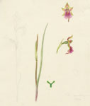 Calochilus gracillimus