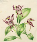 Chiloglottis gunnii