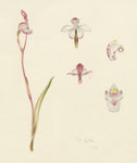 Caladenia lyallii