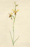 Diuris maculata