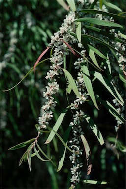 APII jpeg image of Agonis flexuosa  © contact APII