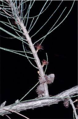 APII jpeg image of Allocasuarina zephyrea  © contact APII