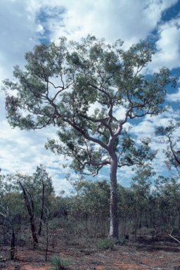 APII jpeg image of Angophora costata  © contact APII